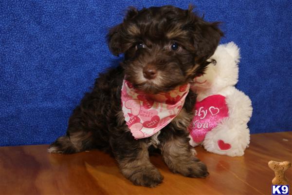 Havanese Puppies